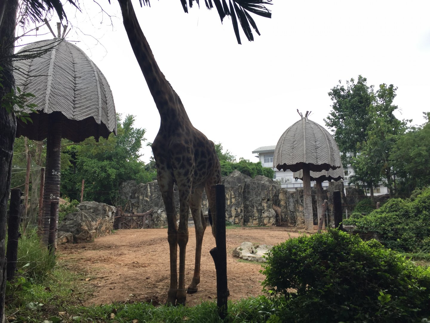 Giraffe & Exhibit