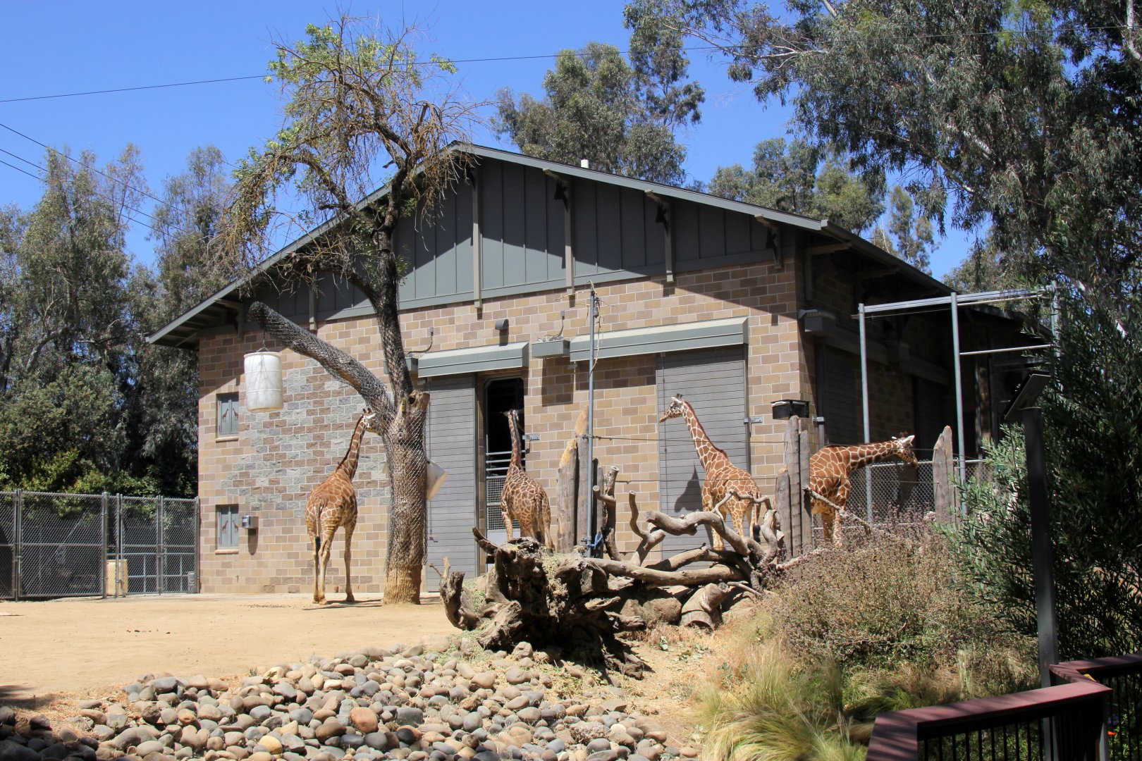 Giraffe exhibit