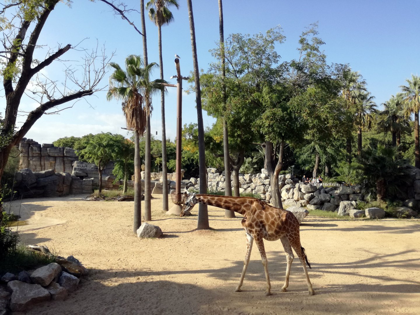 Giraffe exhibit