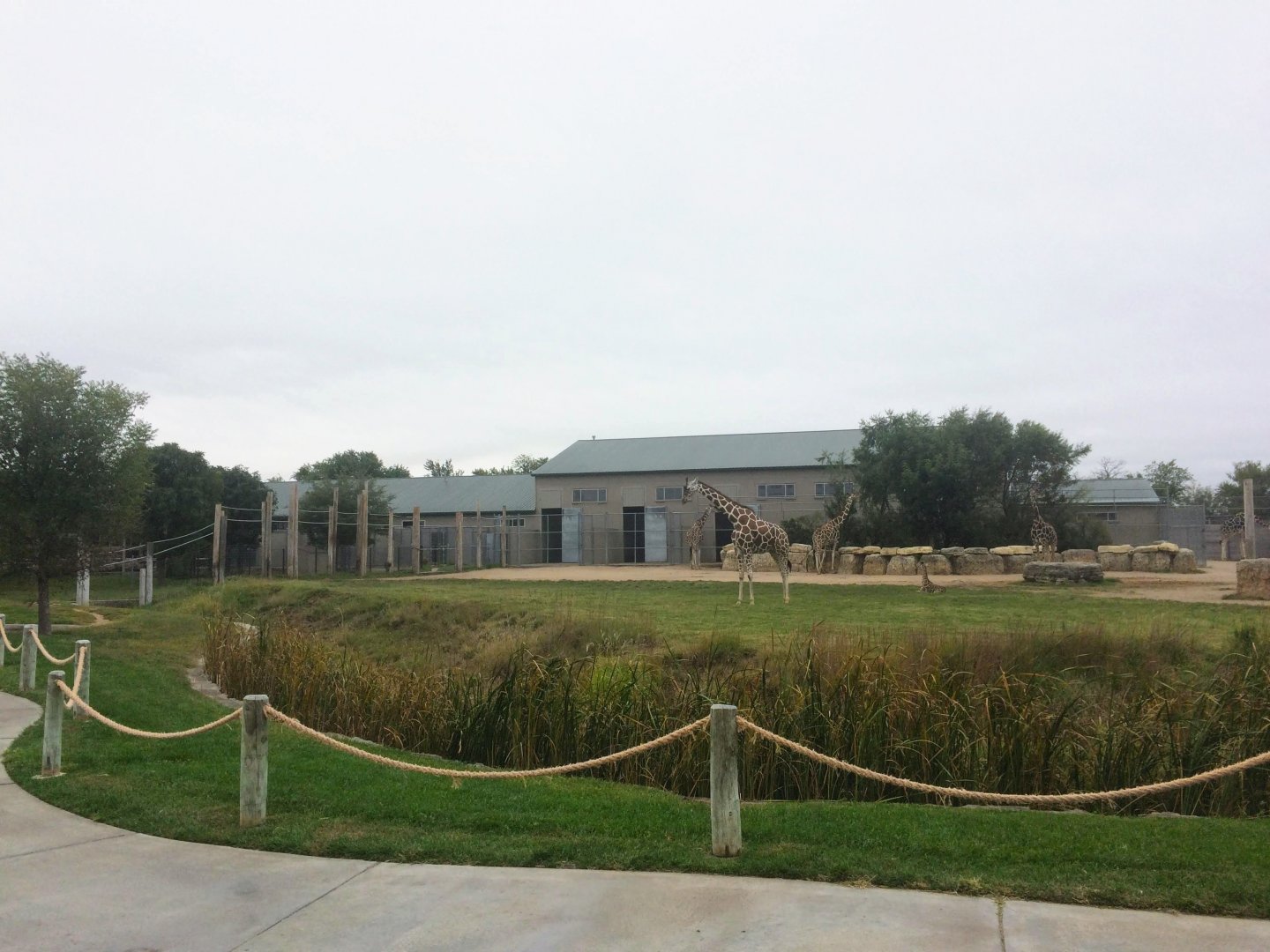 Giraffe Exhibit