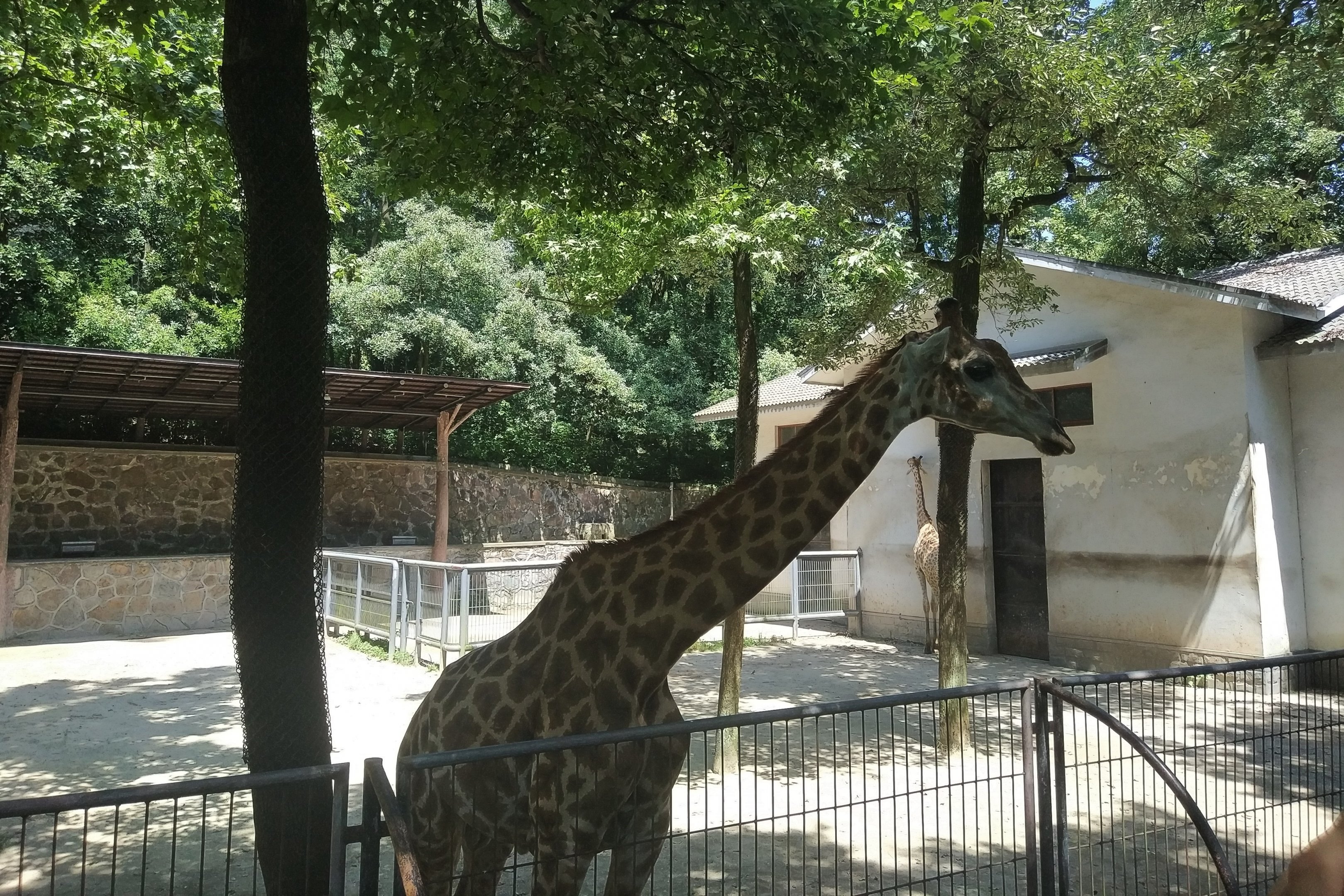 Giraffe Exhibit