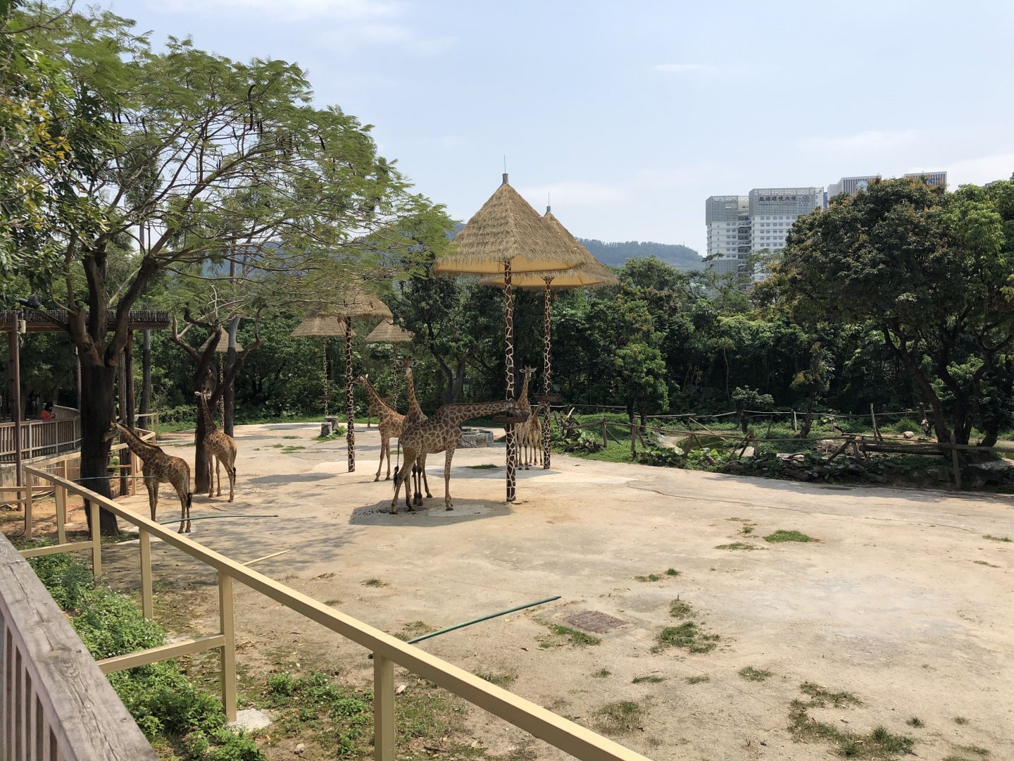 Giraffe Exhibit