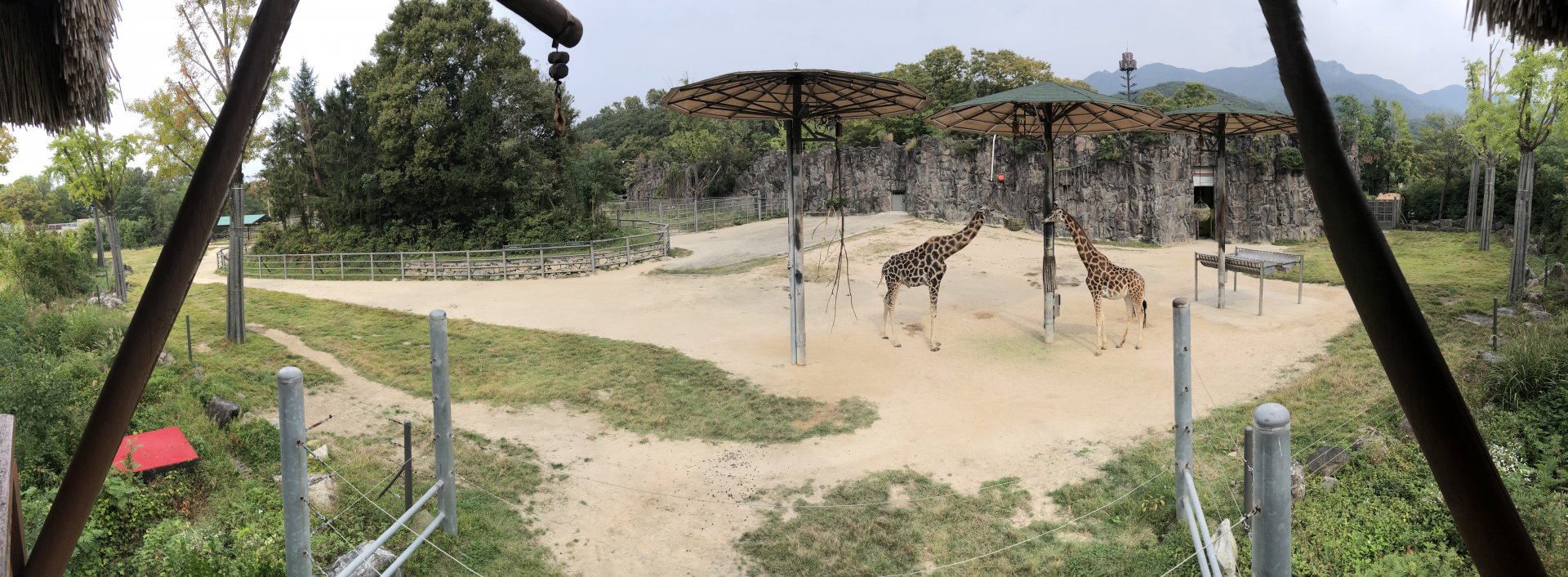 Giraffe Exhibit