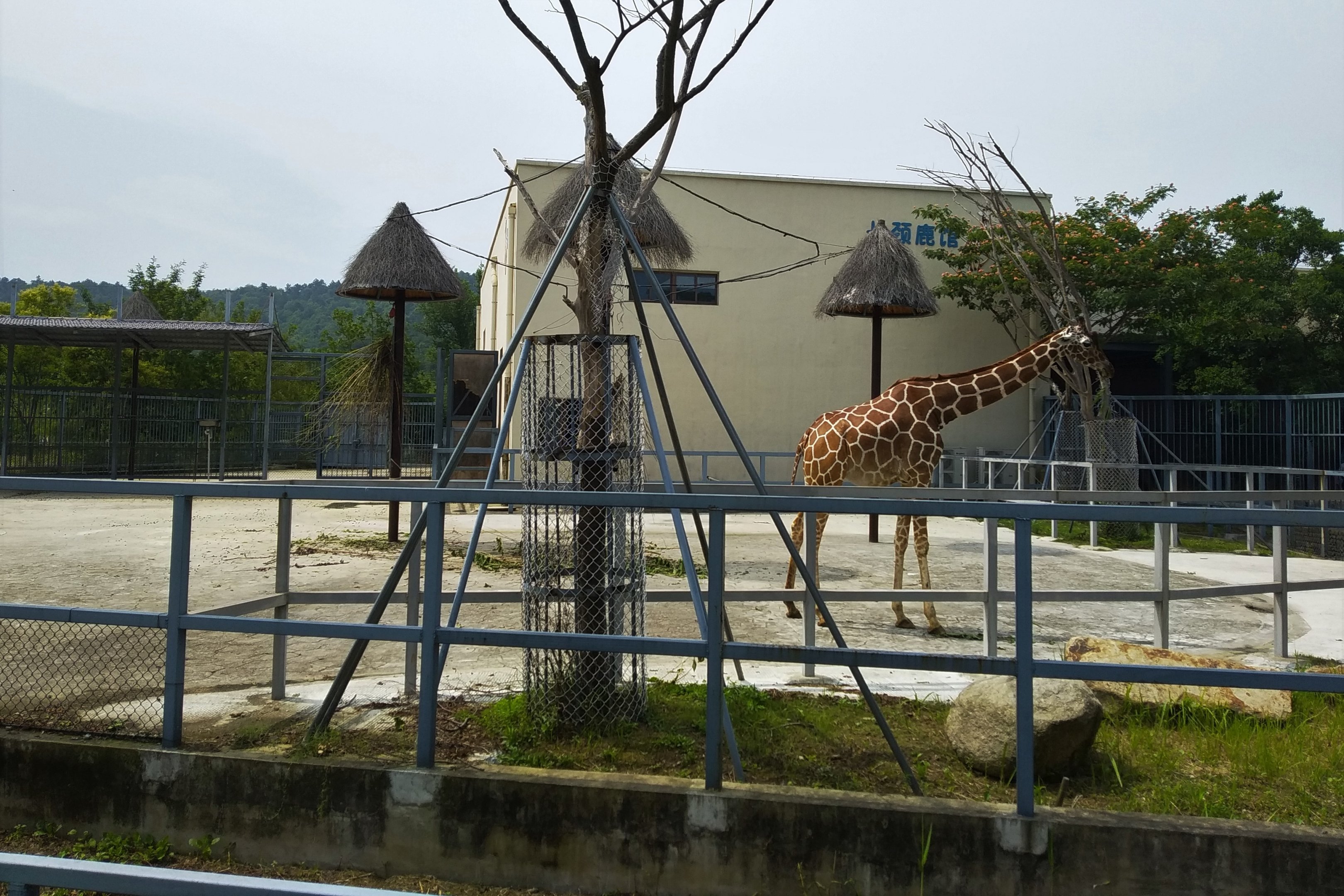 Giraffe Exhibit