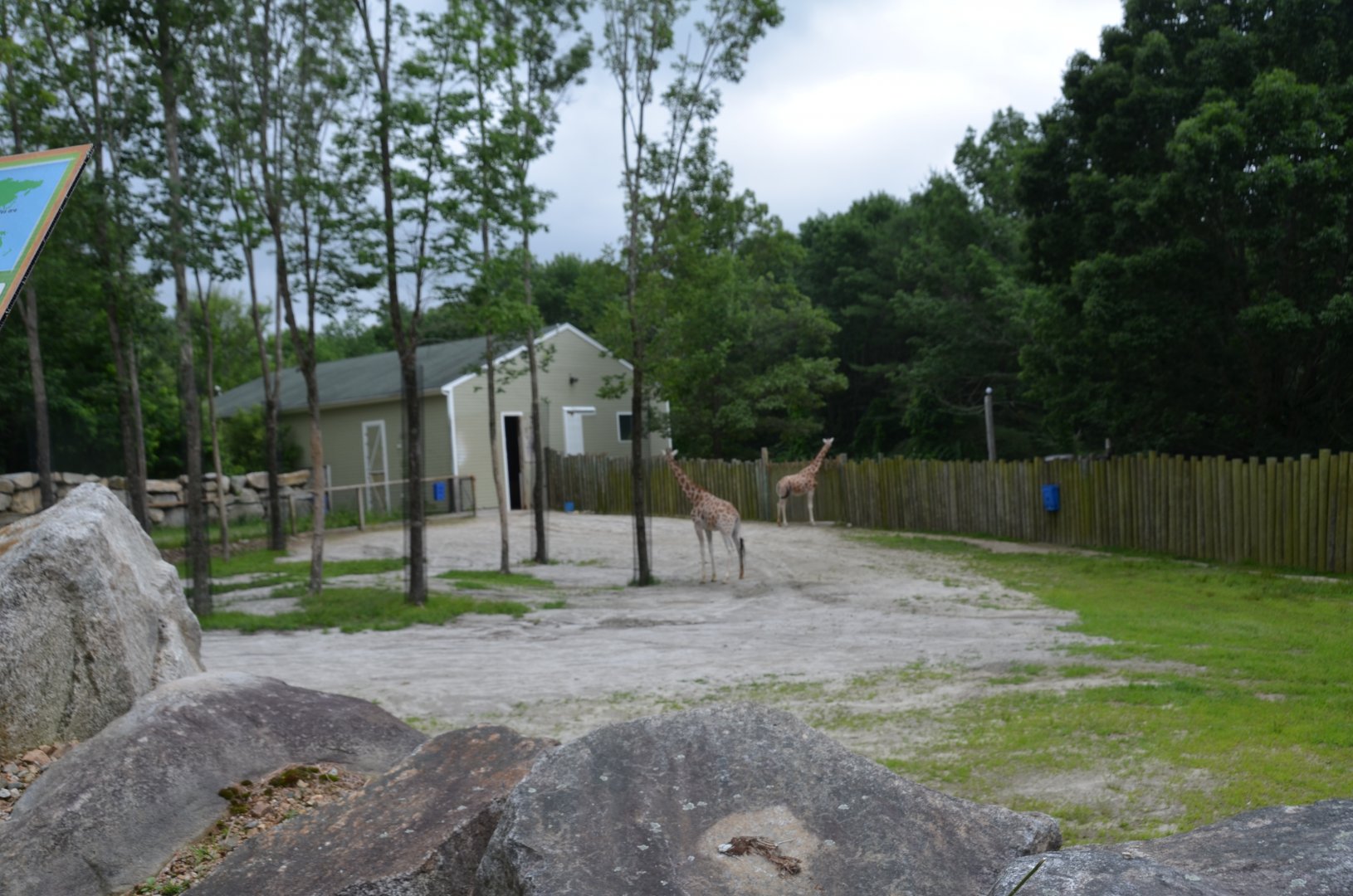 Giraffe Exhibit