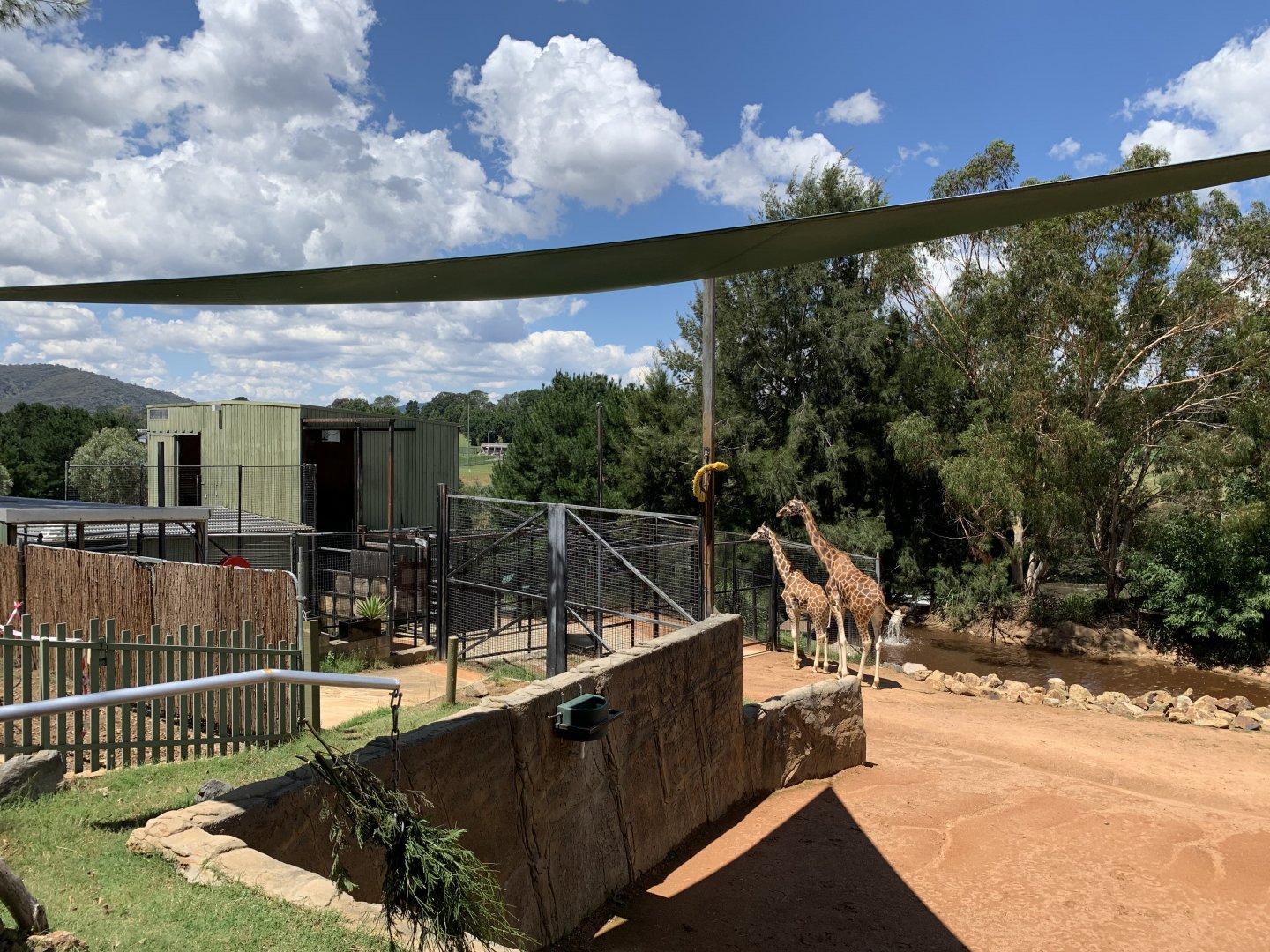 Giraffe Exhibit