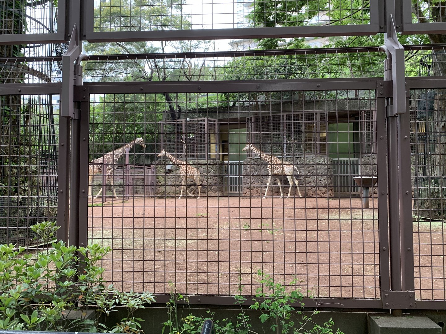 Giraffe Exhibit