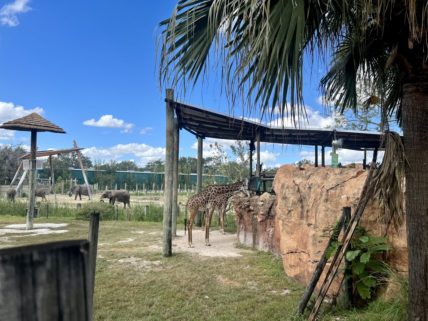 Giraffe Exhibit