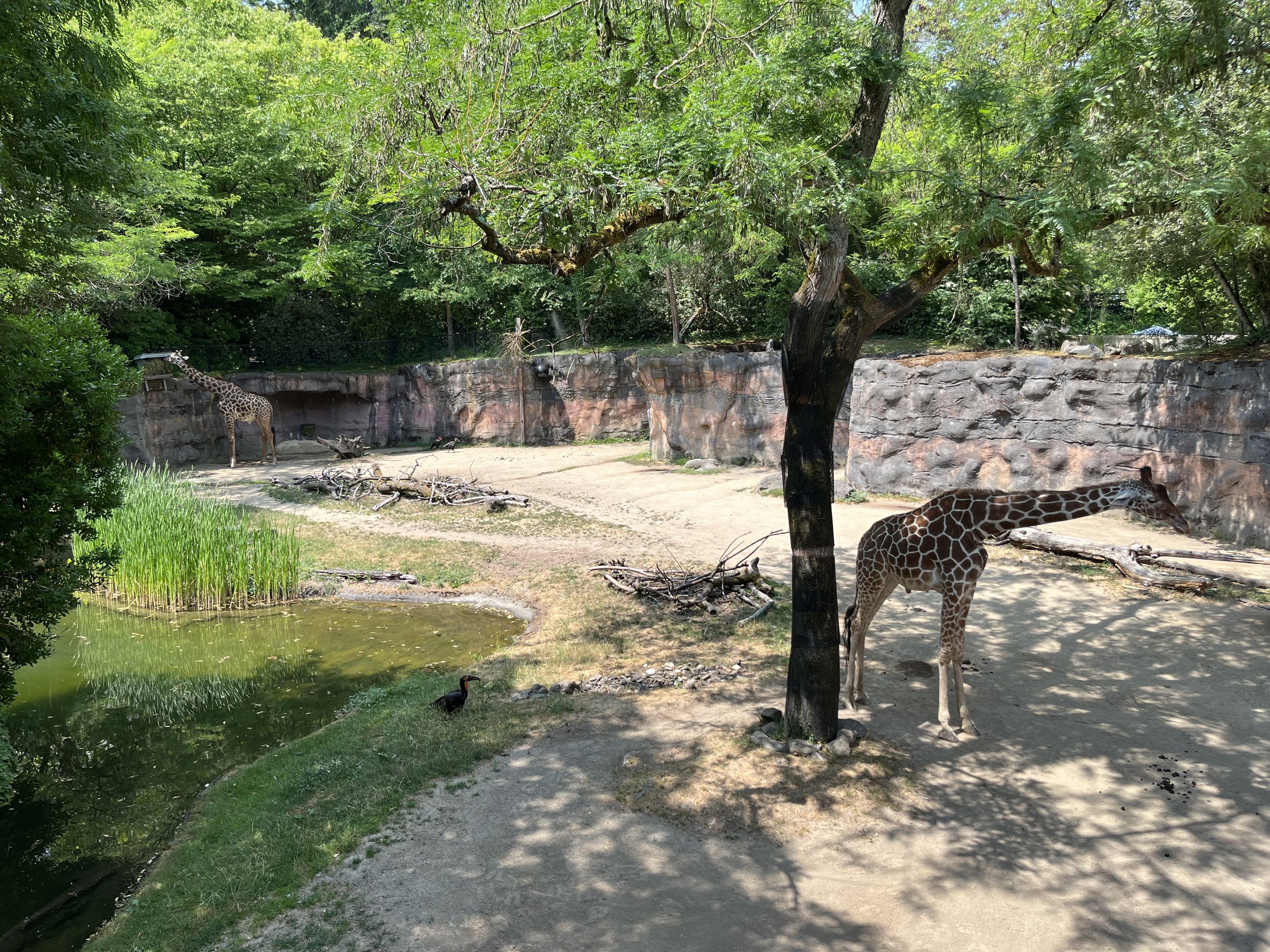 Giraffe Exhibit