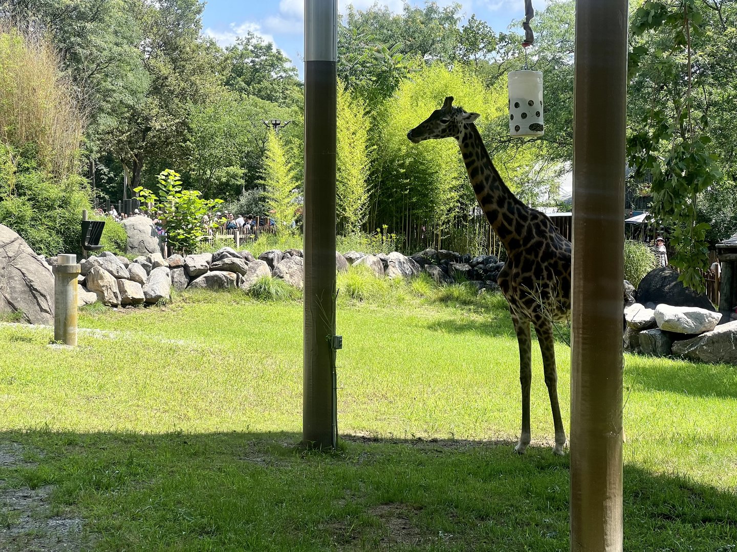 Giraffe Exhibit