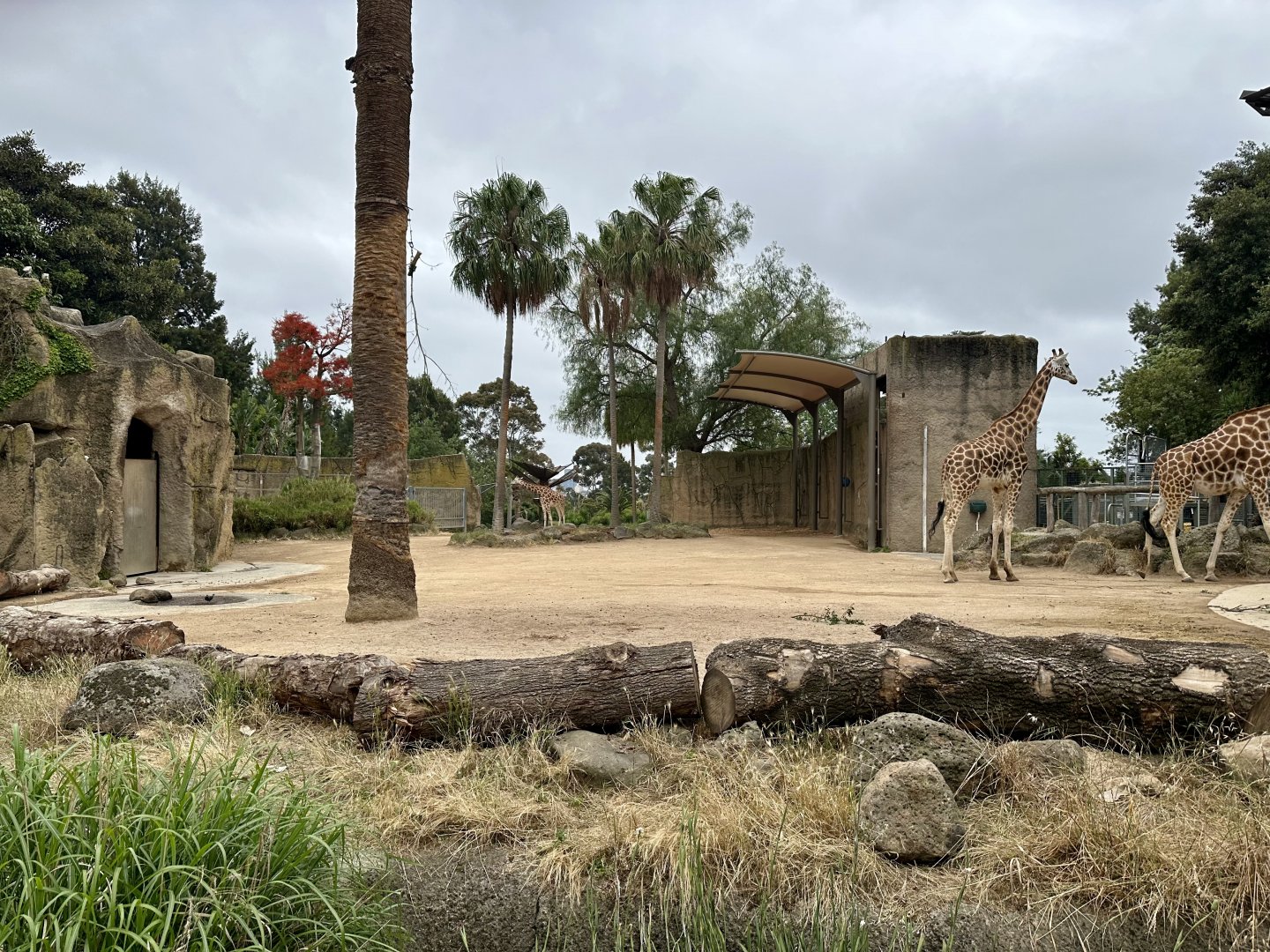 Giraffe Exhibit