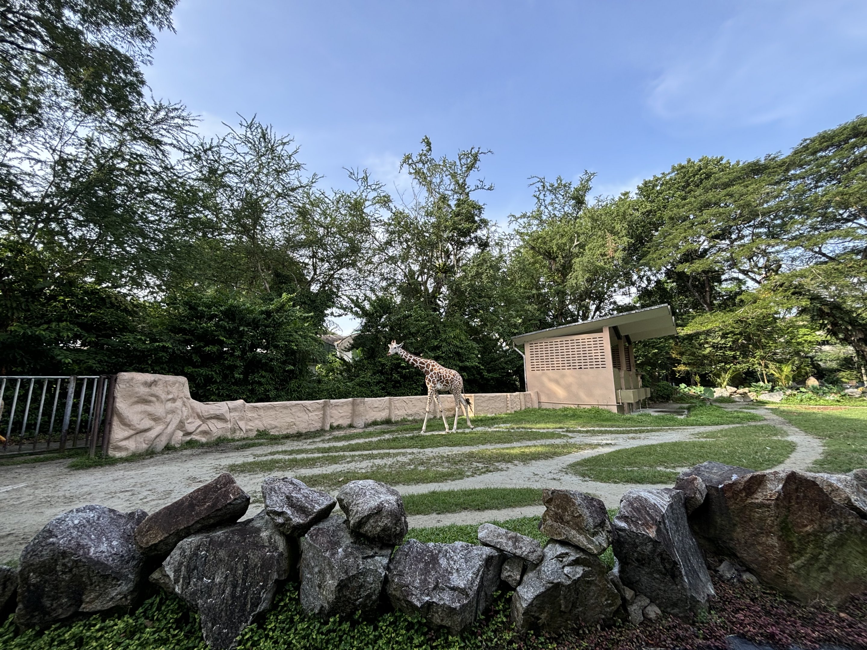 Giraffe Exhibit