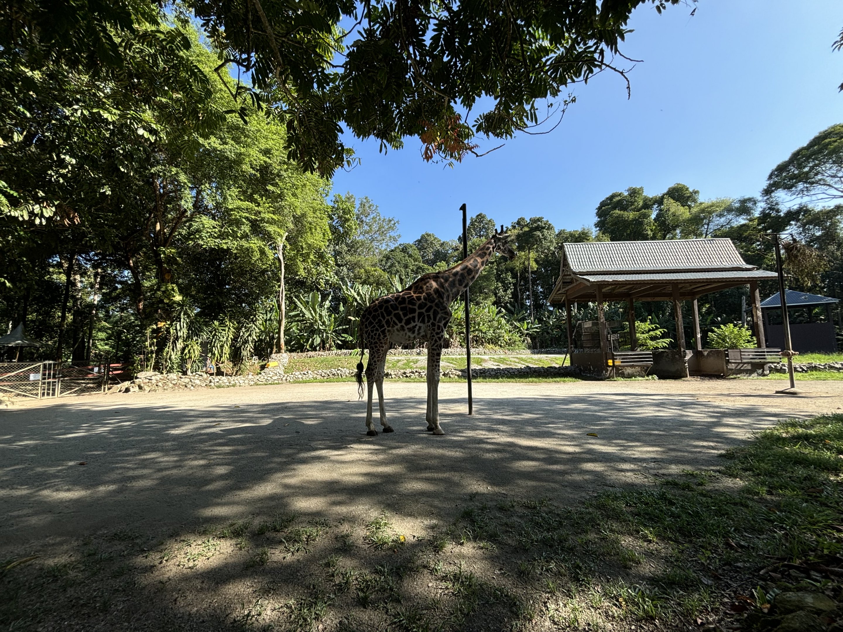 Giraffe Exhibit