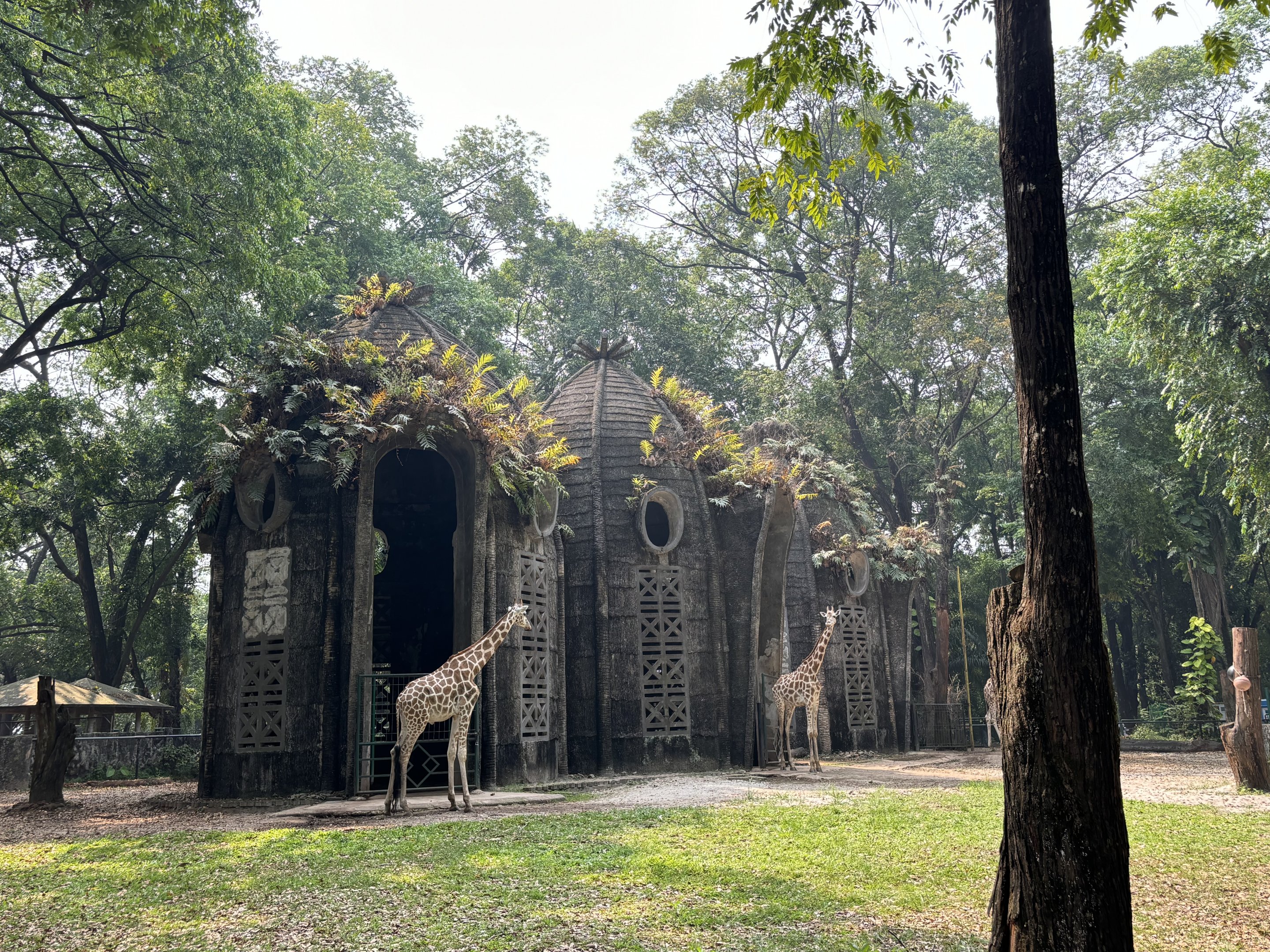 Giraffe Exhibit