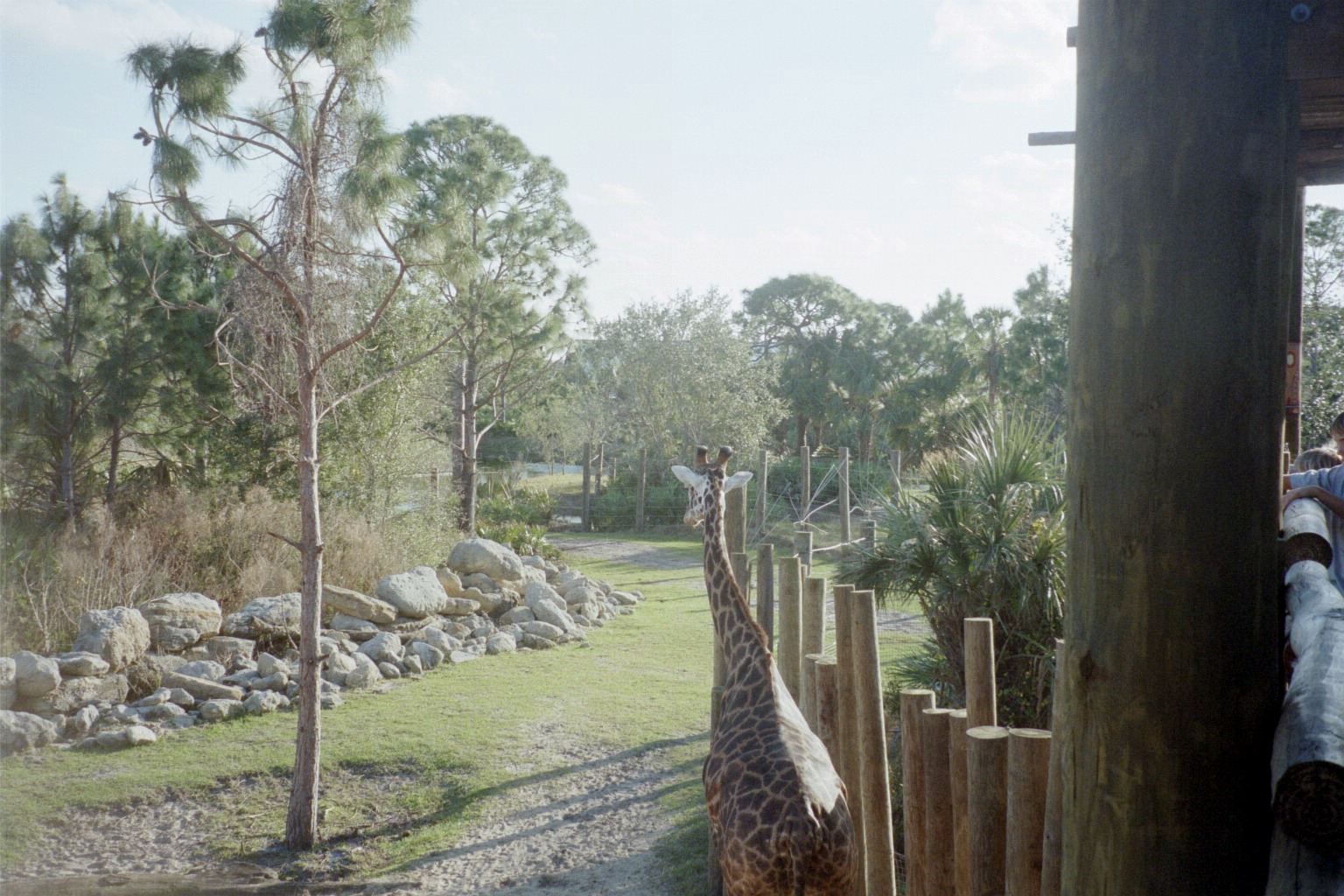 Giraffe - Expedition Africa