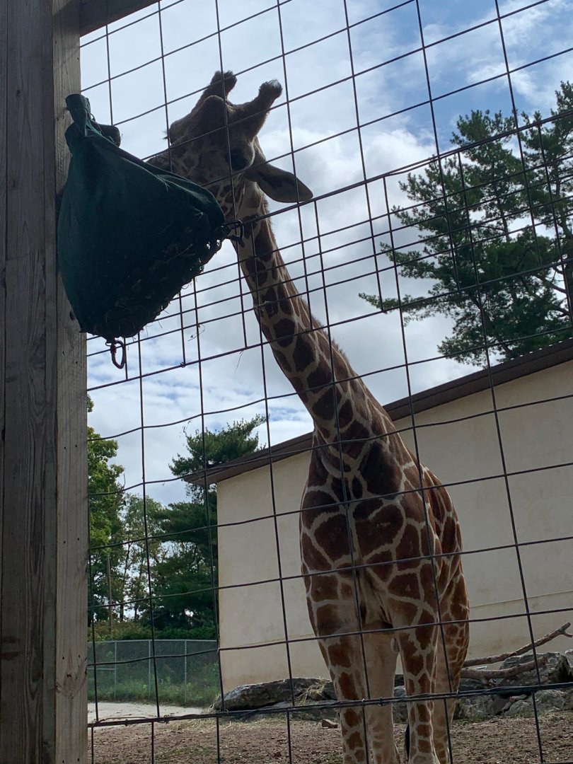 Giraffe Experience - Giraffe