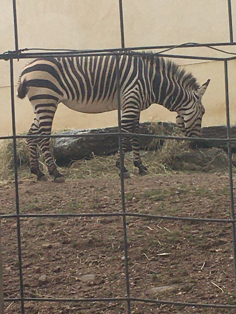 Giraffe Experience - Hartmann's Mountain Zebra