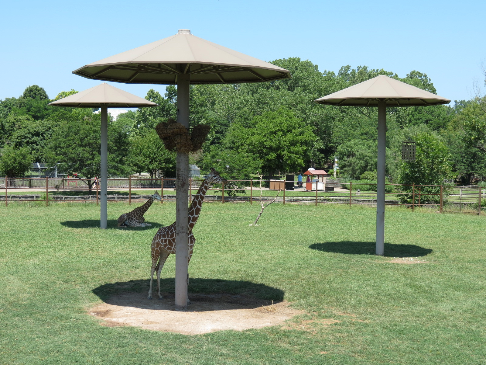 Giraffe Experience - Reticulated Giraffe