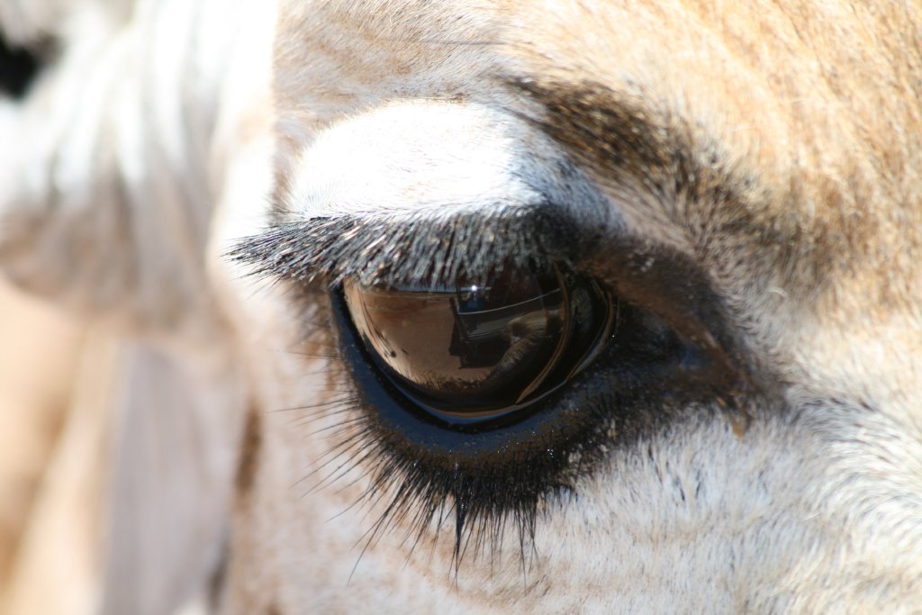 Giraffe eye
