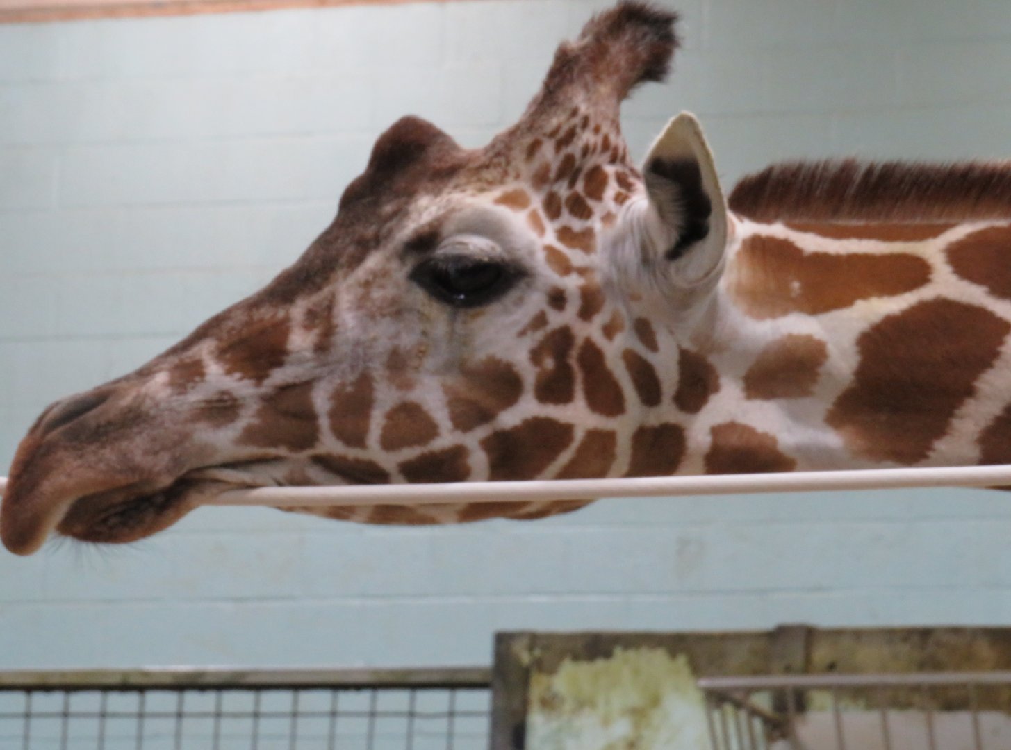 Giraffe face close-up