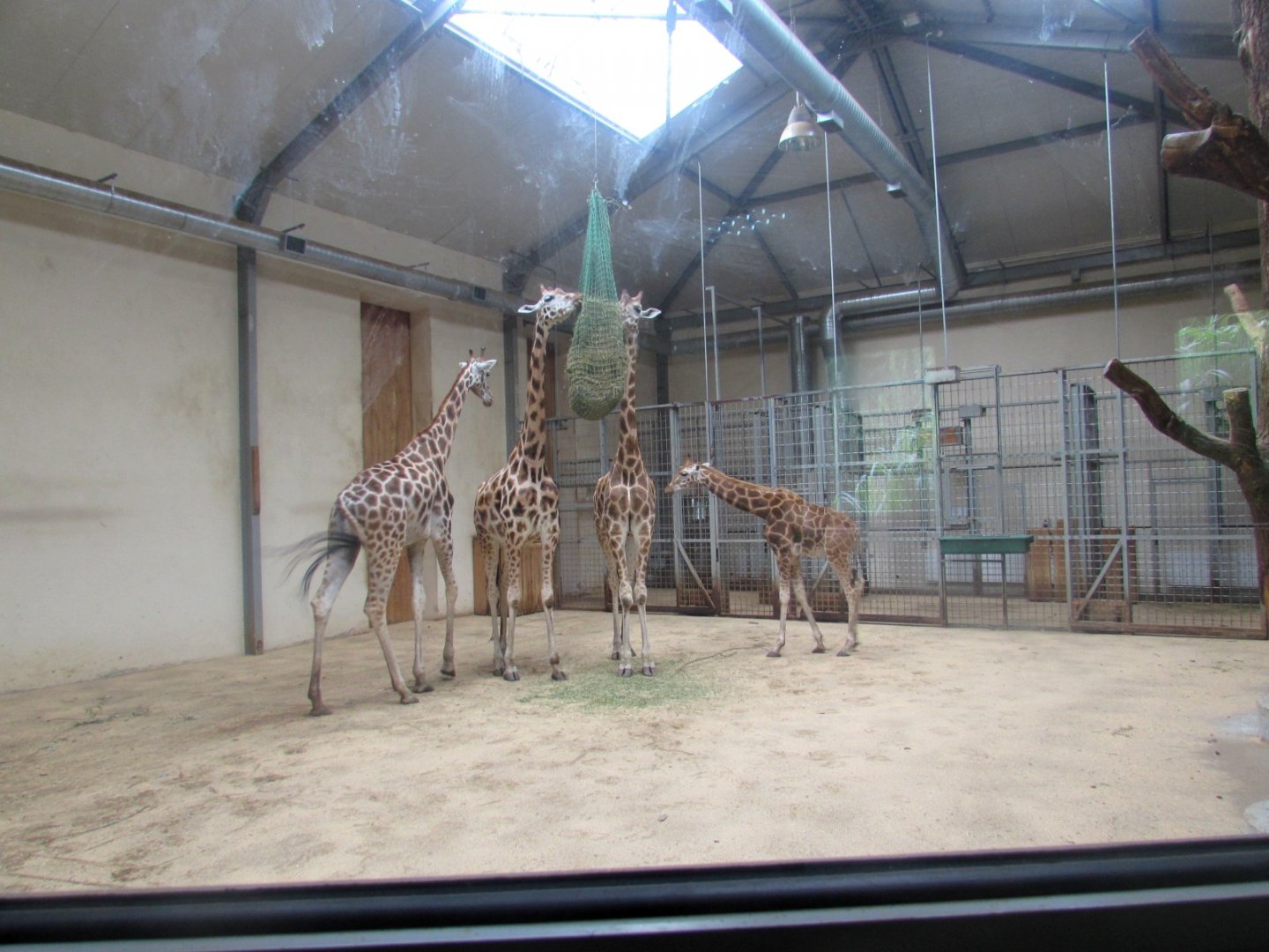 Giraffe family in the pavilion