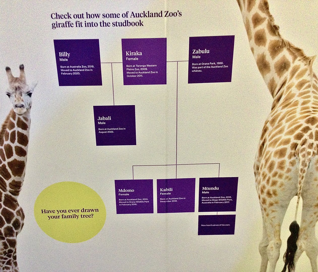 Giraffe Family Tree