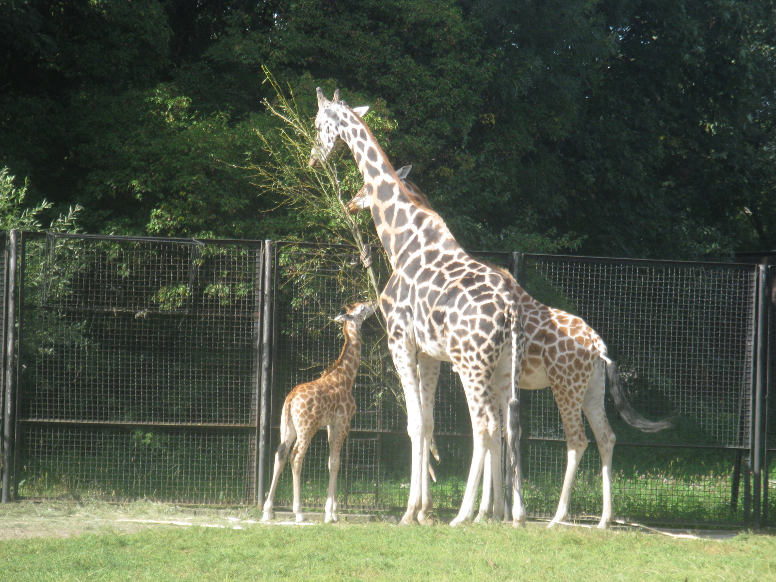 Giraffe Family