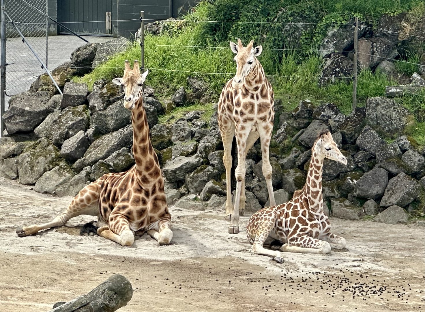 Giraffe Family