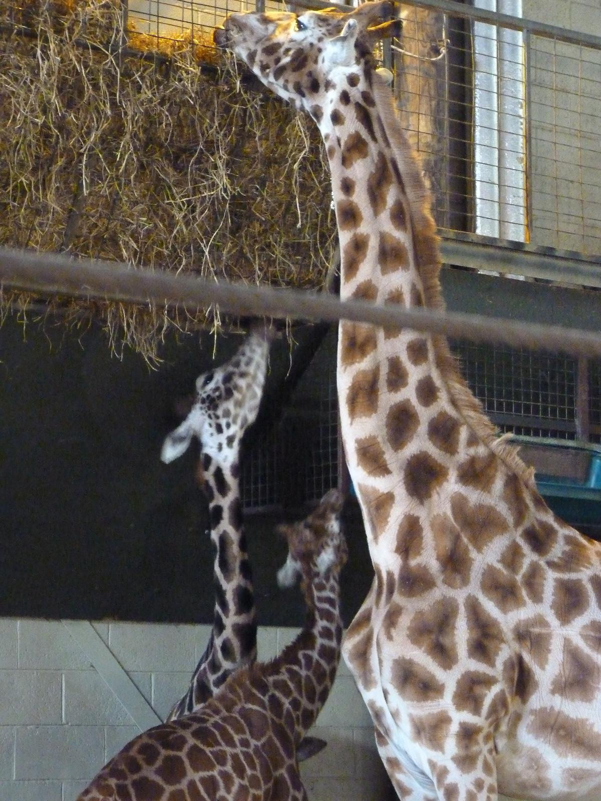 Giraffe Family
