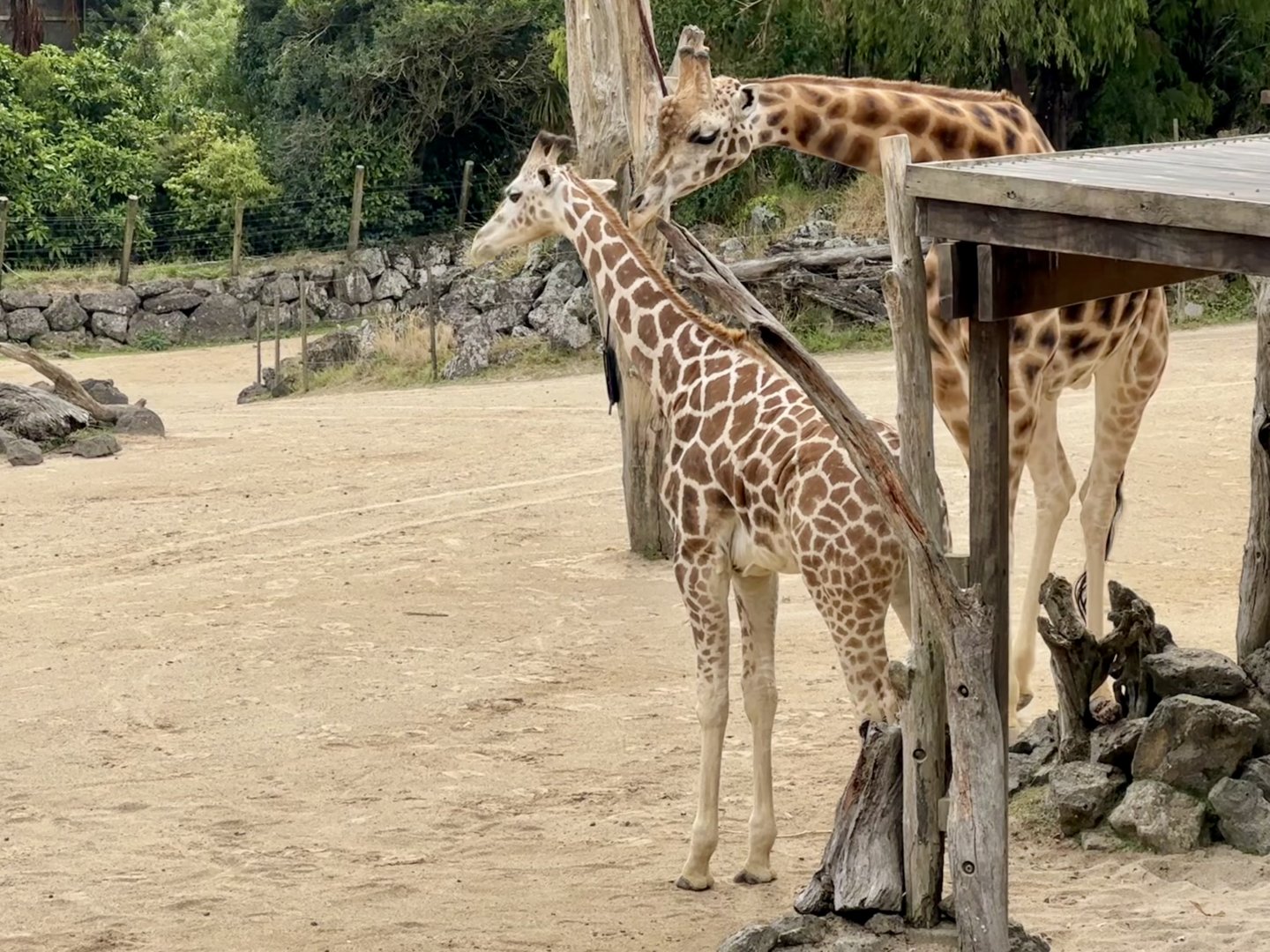Giraffe (Father and Daughter)