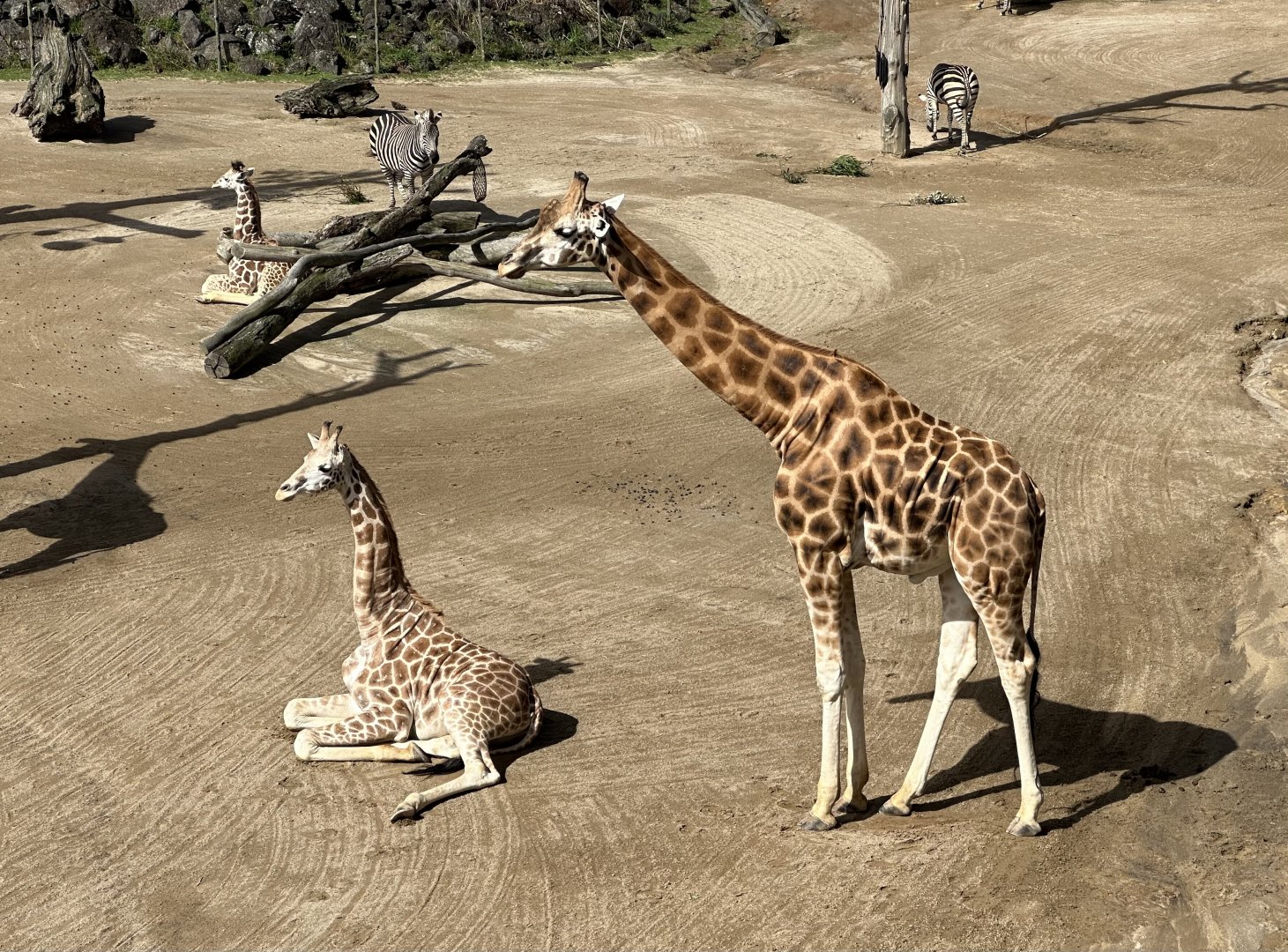 Giraffe (Father and Son)