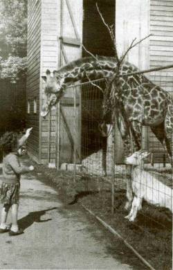 Giraffe fedding