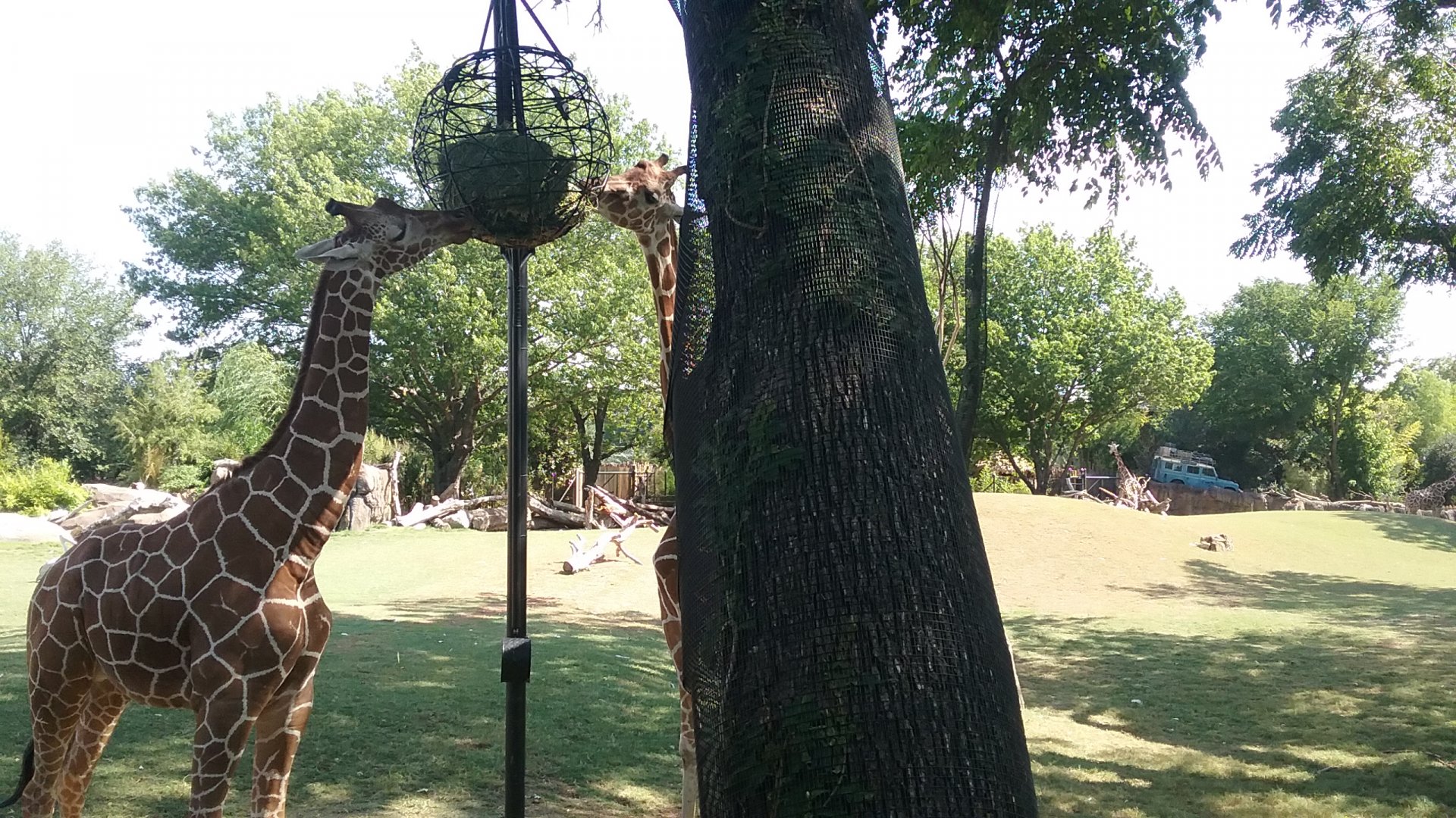 Giraffe feeder