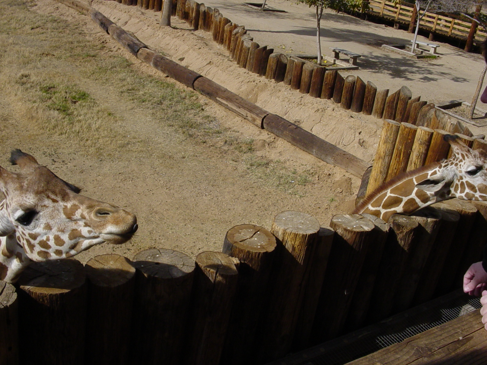Giraffe Feeding 2003