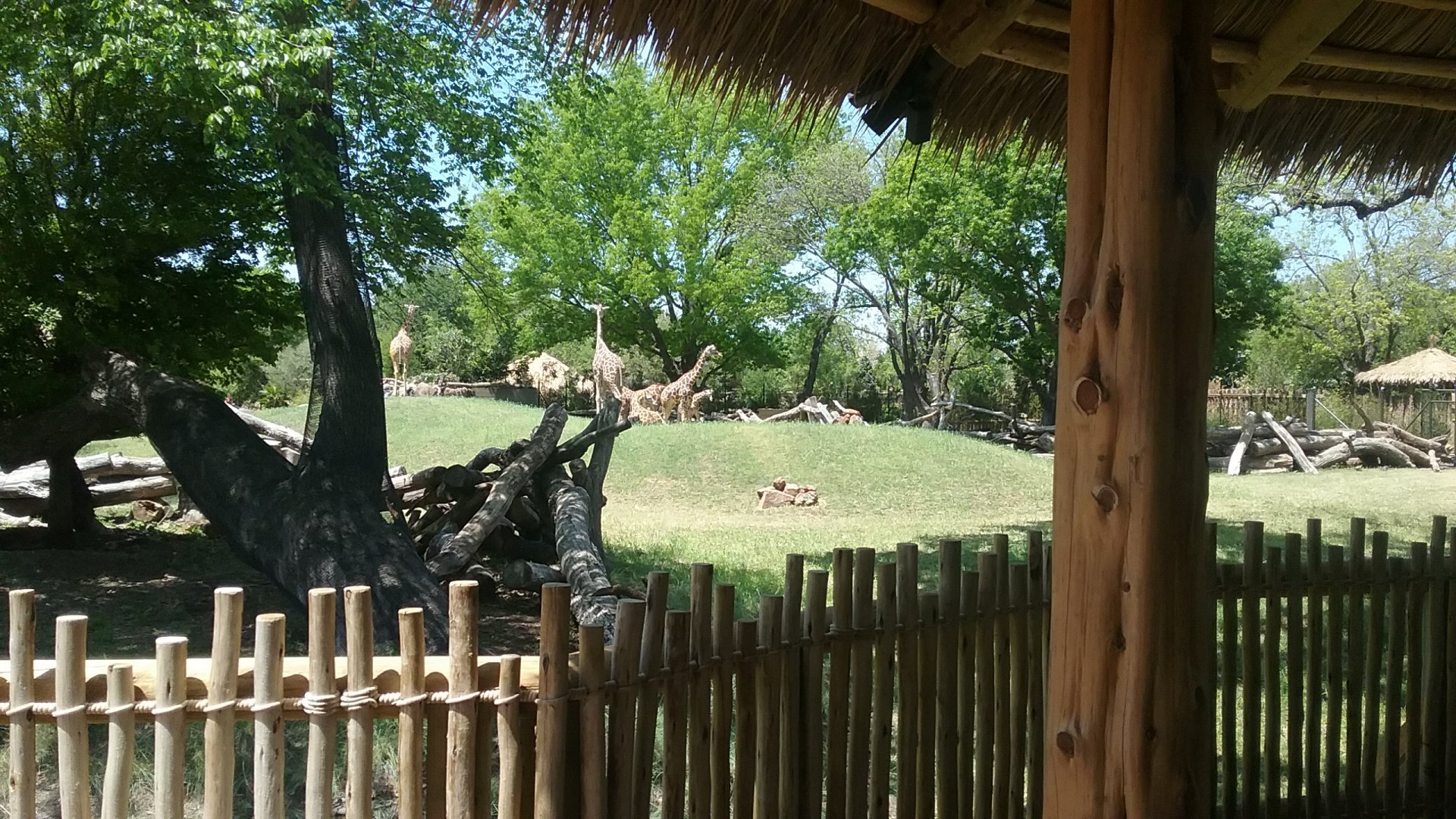 Giraffe feeding area