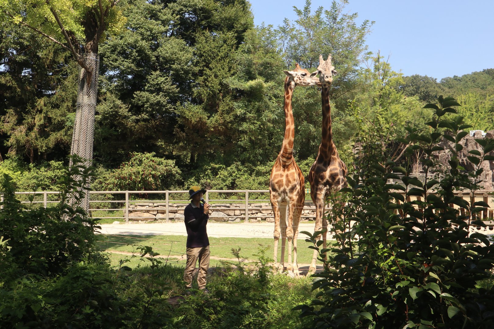 Giraffe Feeding by zookeeper