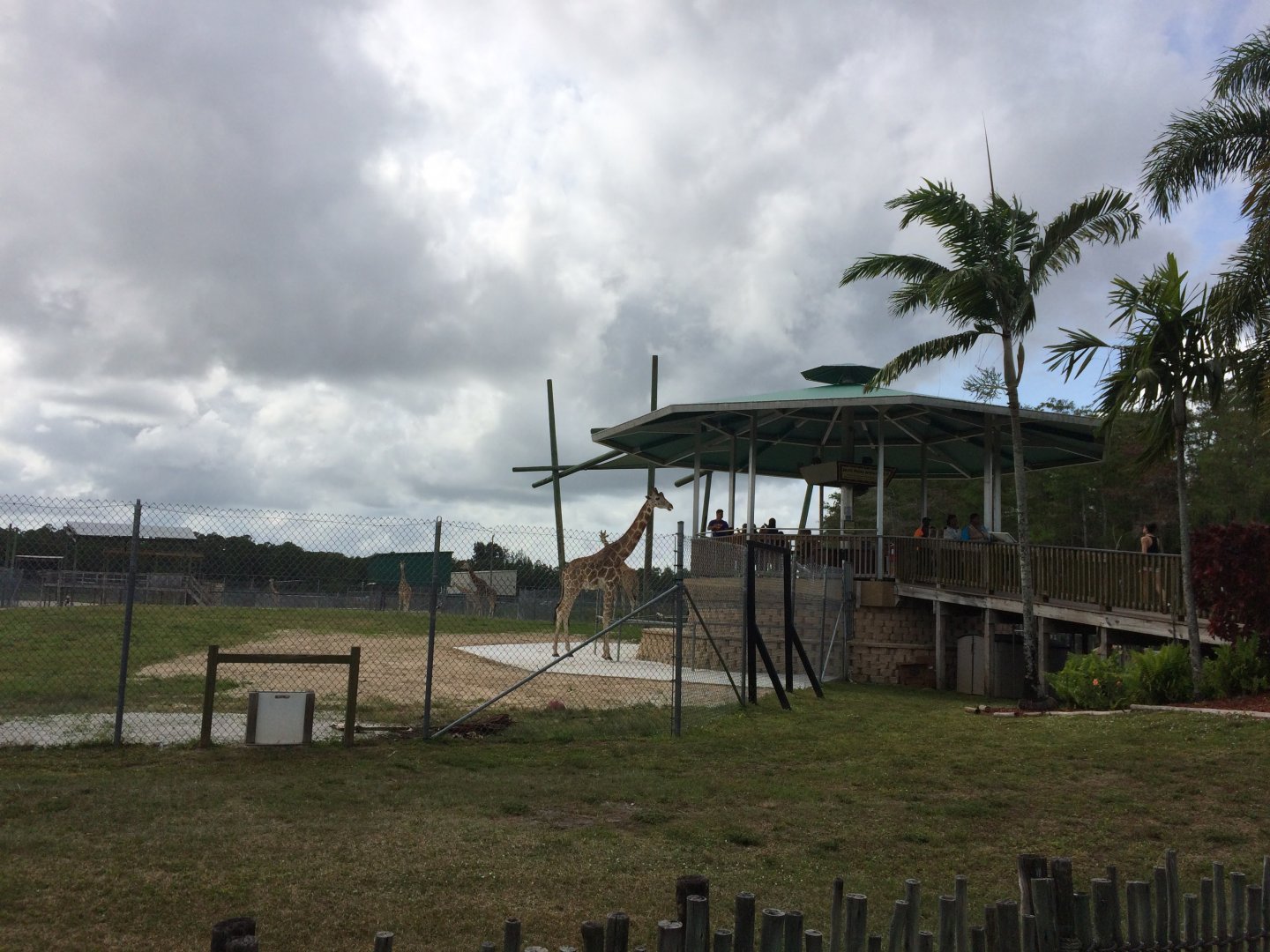 Giraffe feeding deck (2016)