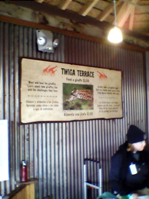 Giraffe feeding deck