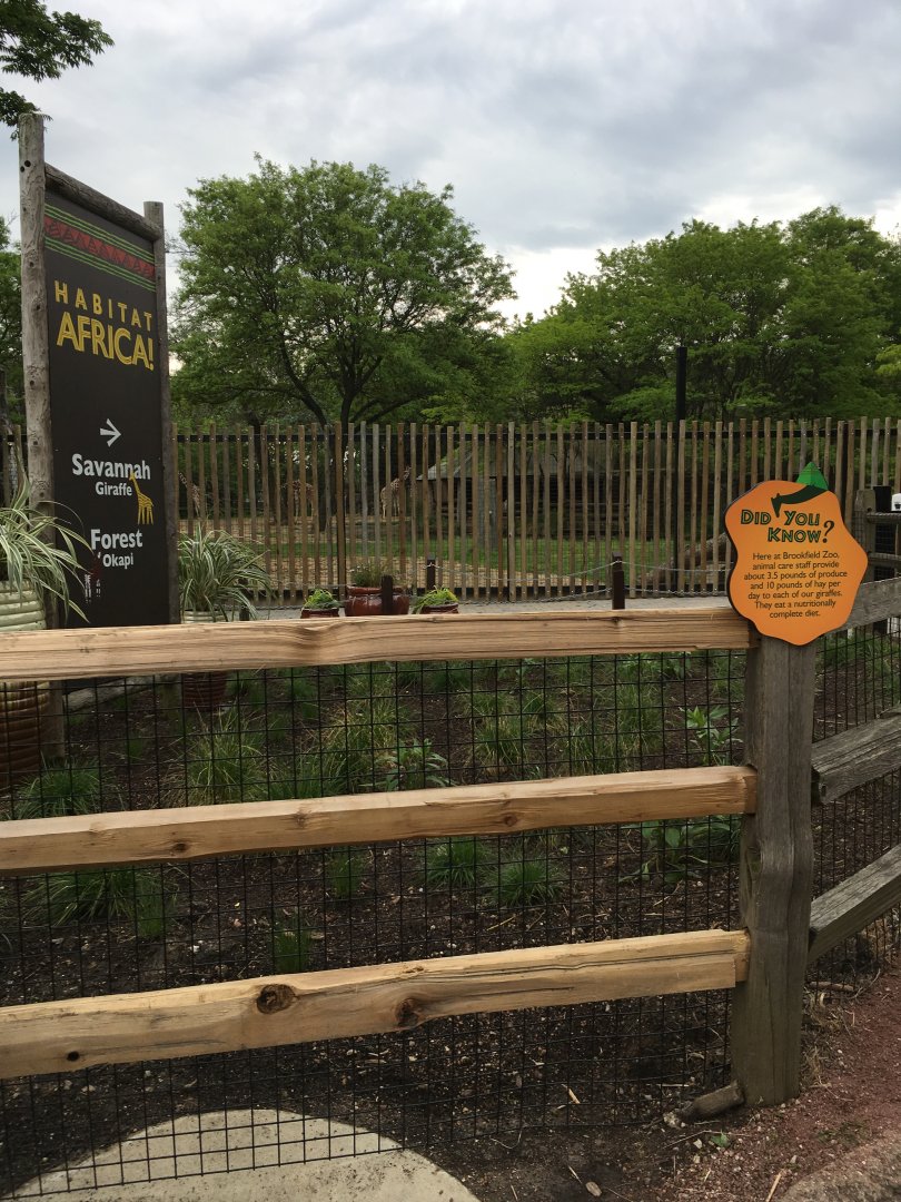 Giraffe Feeding Deck