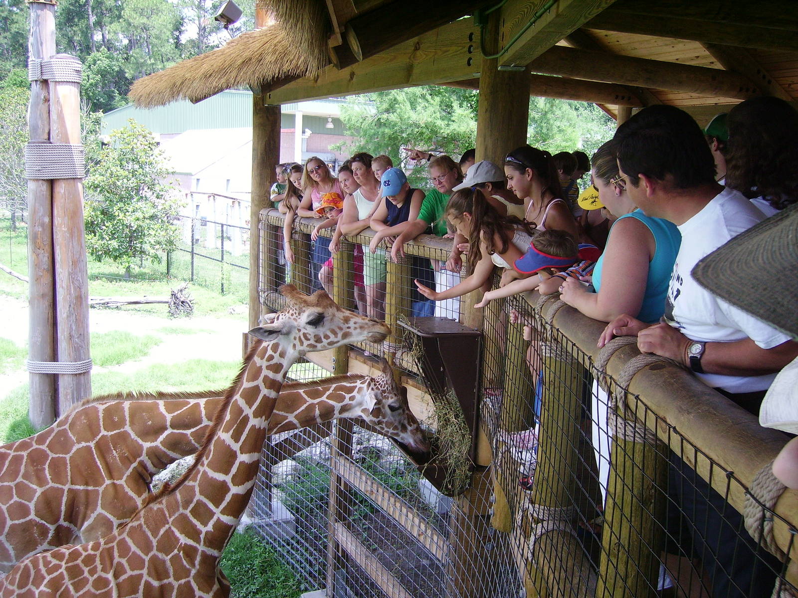 Giraffe Feeding Deck