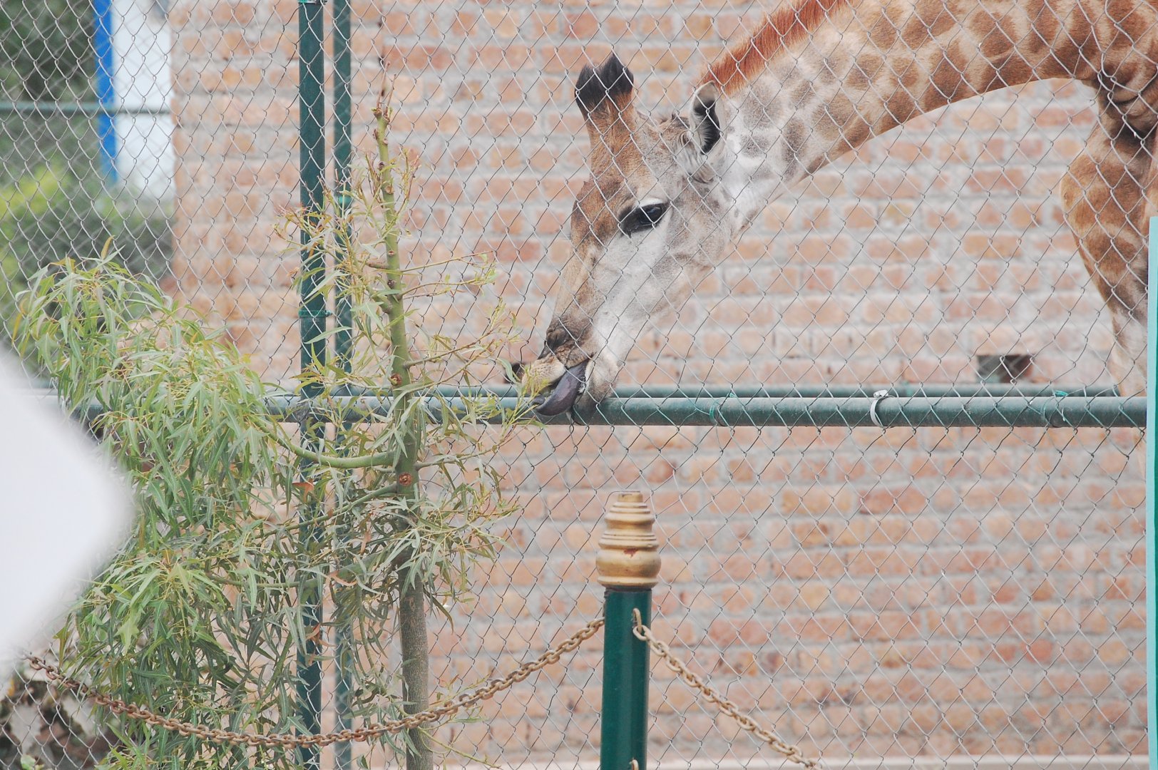 Giraffe feeding - Peshawar zoo 6/23/2019