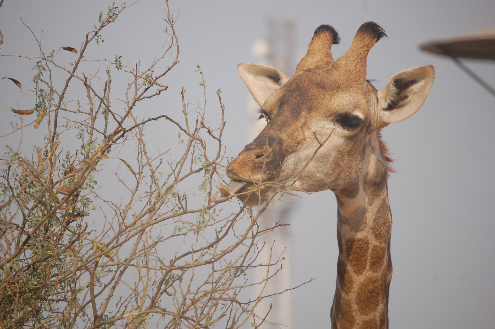 Giraffe feeding - Peshawar zoo 8/12/2018