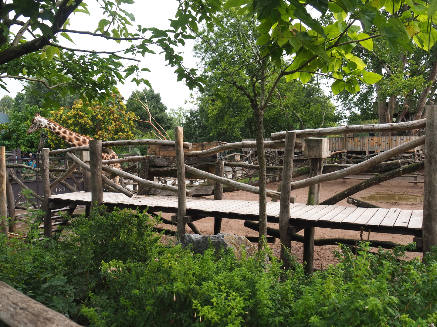 Giraffe feeding platform, 2022-09-15