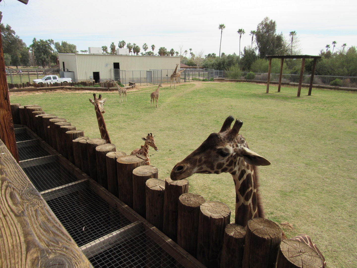 Giraffe feeding platform - 3/6/23