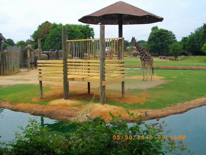 Giraffe Feeding Station Construction