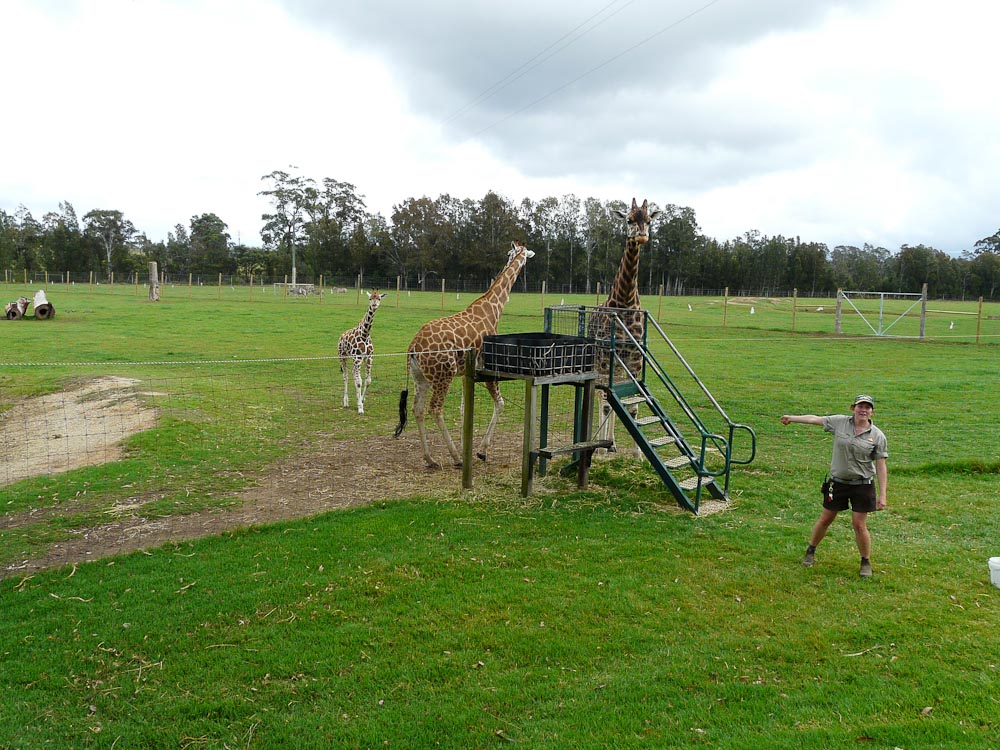 Giraffe feeding station