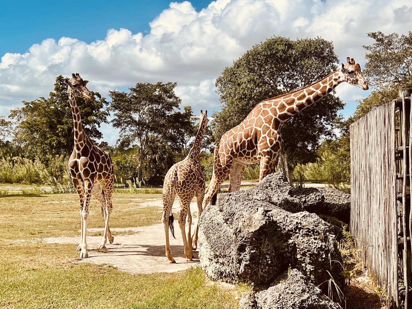 Giraffe feeding station