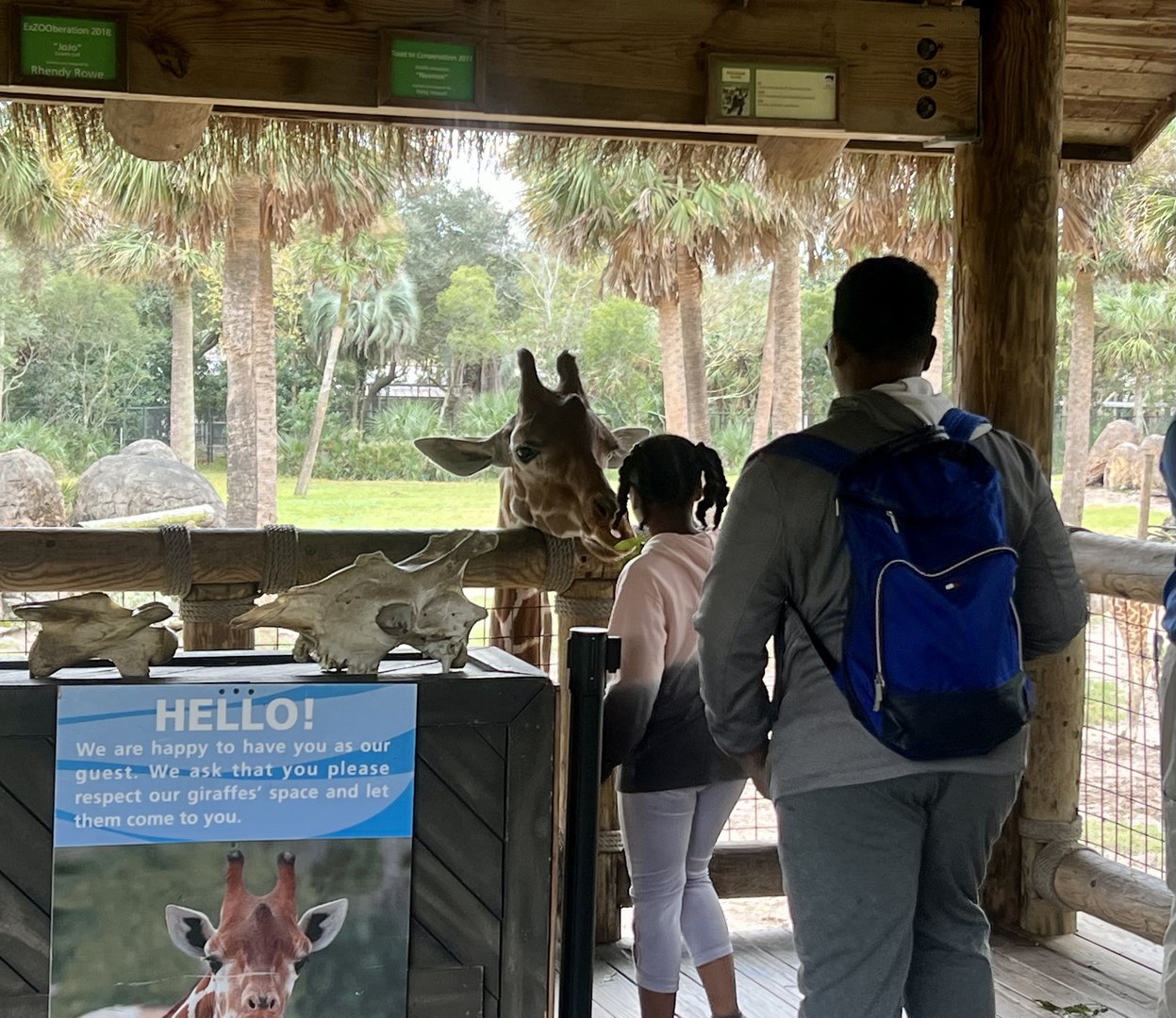 Giraffe Feeding Station