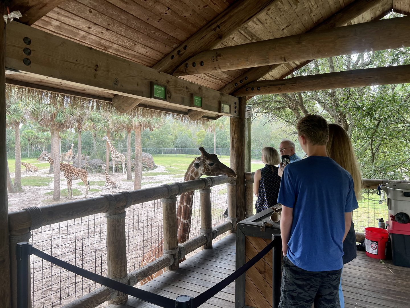 Giraffe Feeding Station