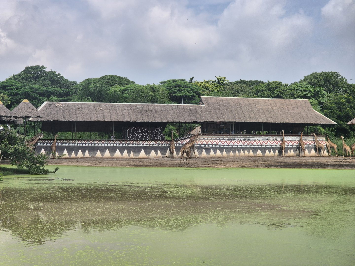 Giraffe Feeding Terrace
